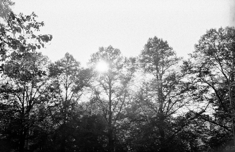 Trees, Helsinki 2011