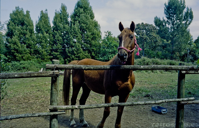 Wild Spirit, Nature's Valley 2012