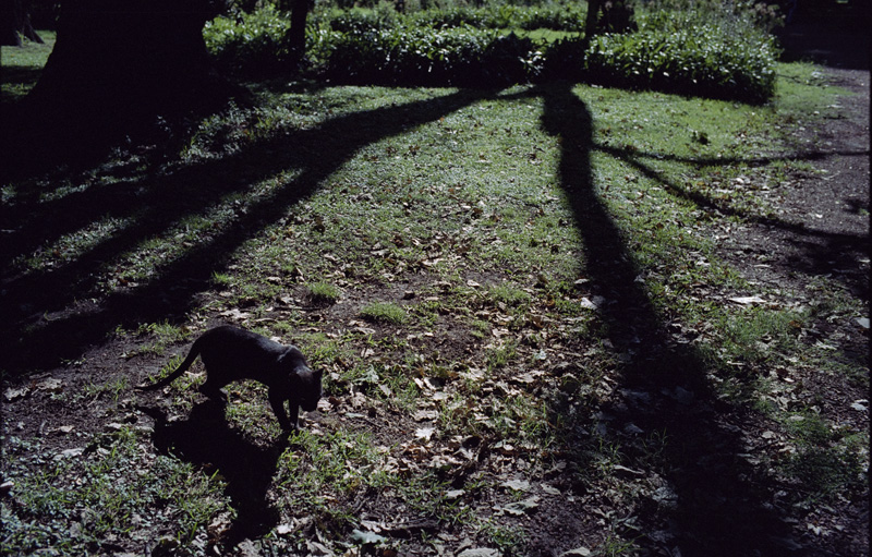 Feline in Buenos Aires Botanical Garden, Palermo 2013