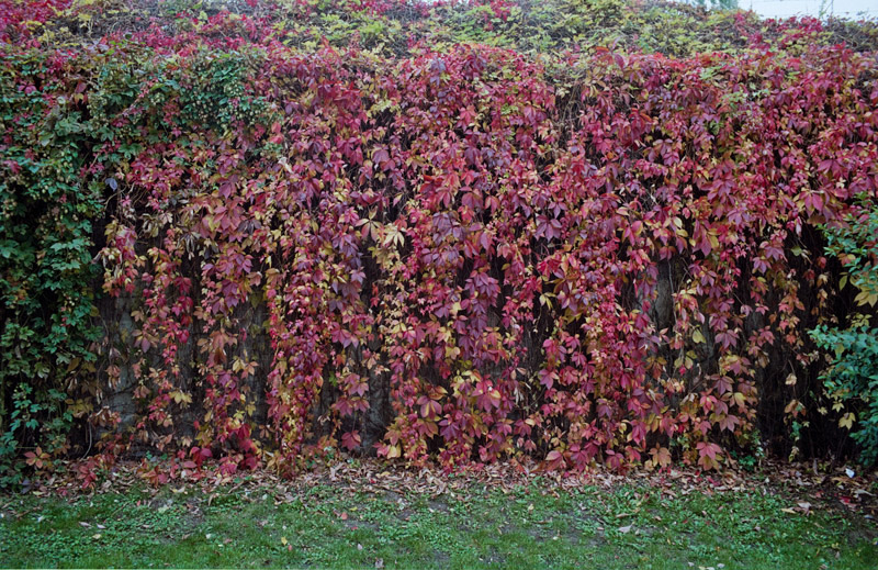 Wiesenweg, Lichtenberg 2013