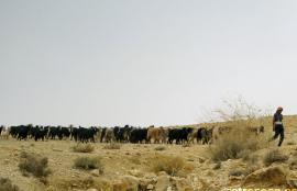 Wadi Al Mujib, Al Hidan 2008