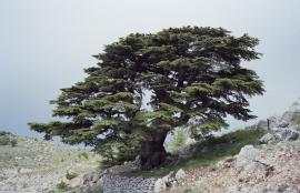 Al Shouf Cedar Nature Reserve, Lebanon 2013
