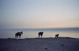 Dusk, Dead Sea, Jordan 2013